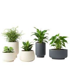Obraz premium Modern Planters: Stylish Indoor Plants in Minimalist Pots