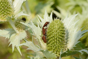 Baumwanze,  Streifenwanze, Graphosoma lineatum