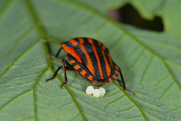 Baumwanze,  Streifenwanze, Graphosoma lineatum