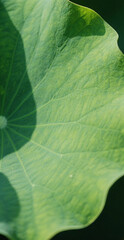 Photo of closeup view of a vibrant green lotus leaf
