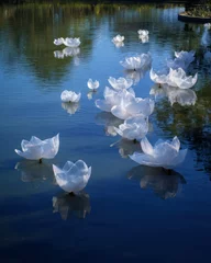 Papier peint photo  White translucent flower shapes floating on water.  © Alaska young