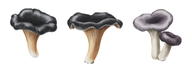 Dark Fungi Illustration
