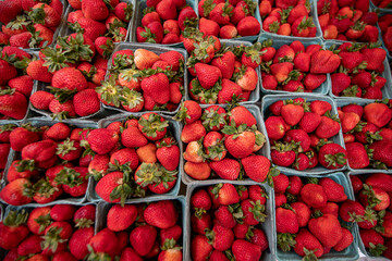 Fresh, ripe strawberries packed in blue biodegradable fiber cartons are neatly arranged for sale at a farmers market, showcasing vibrant red color, local produce, and eco-friendly packaging.