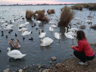 Woman is looking at a group of swans in a pond. There are many swans in the water, some of which...