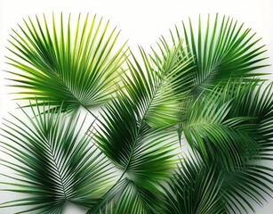 Obraz premium Collection of vibrant green palm leaves with varying shapes and sizes arranged on a white background, showcasing tropical freshness and natural beauty
