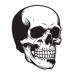 Fototapeta premium Detailed vintage art silhouette of a human skull anatomical illustration featuring a close up view