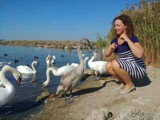 Woman is crouching down to feed a swan. There are several other swans in the water