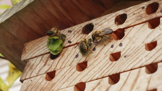Leafcutter bee sealing up it's nest with leaves close up stock footage