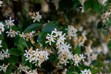 White jasmine flowers in a garden with a blurred background
