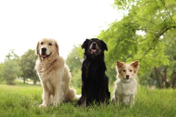 A pack of three dogs sits next to each other in the park.