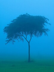 Ethereal silhouette of a solitary tree with delicate branches against a hazy blue background, creating a dreamlike and mysterious atmosphere
