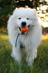 Samoyed is in the park at sunset.