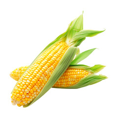 Fresh Corn on the Cob Vibrant Yellow Kernels Green Husks On Transparent Background