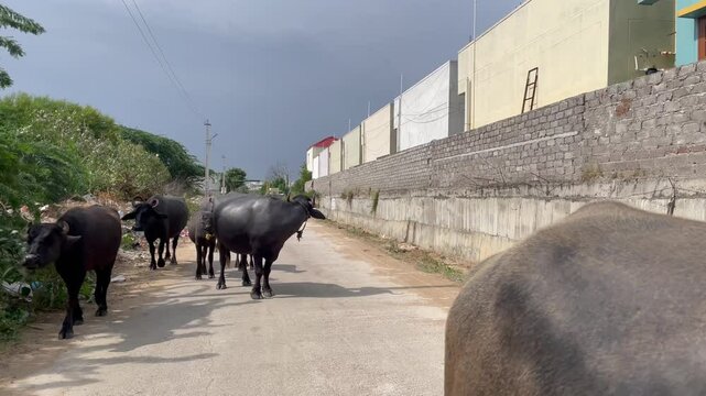 Grop of buffaloes walking on the road in the street 