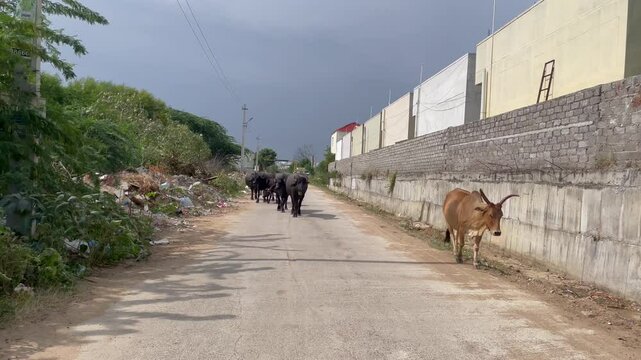 Grop of buffaloes walking on the road in the street 