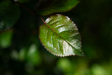 closeup of single green leaf with sunlight reflection and dark background natural foliage texture botanical macro plant detail vibrant color contrast environmental nature backdrop garden freshness