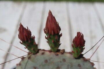 Opuntia Sapphire Wave opuncja mrozoodporna © Perovskia