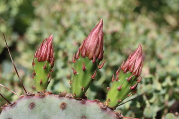 Opuntia Sapphire Wave opuncja mrozoodporna © Perovskia