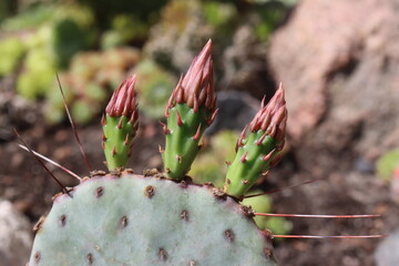 Opuntia Sapphire Wave opuncja mrozoodporna