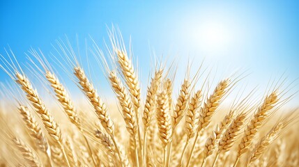 Fototapeta premium Golden wheat field under clear blue sky in bright sunlight