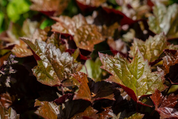 closeup of red brown and green ornamental heuchera leaves in sunlight in summer garden foliage texture background plant pattern natural landscaping foliage detail botanical nature outdoor macro