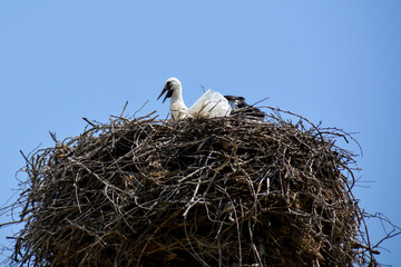 Stork with babies in the nest. White stork. Stork nest. Baby storks