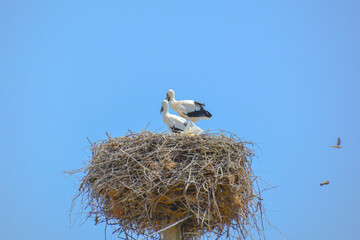 Stork with babies in the nest. White stork. Stork nest. Baby storks