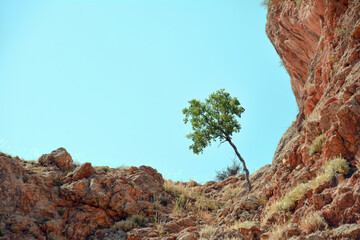 Lonely tree on top of mountain. Small green tree. Rocky mountains and tree