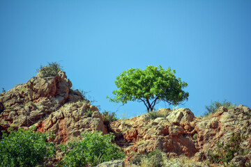 Lonely tree on top of mountain. Small green tree. Rocky mountains and tree