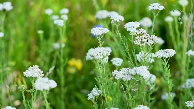 video of meadow grasses yarrow in summer
