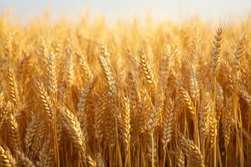 Fototapeta premium Close-up of golden wheat heads ripening in a sunlit field under clear sky, symbolizing abundance and natural growth