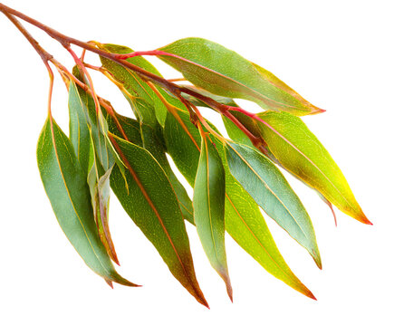 Organic Ironbark Leaf Texture on White Surface
