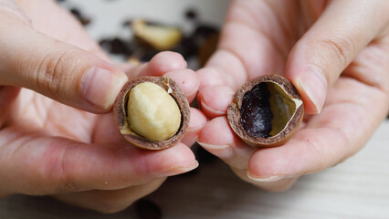 Woman holding a macadamia nut in its shell alongside a roasted macadamia nut, showcasing the...