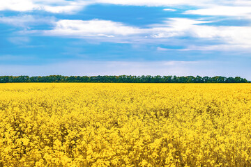 Obraz premium Field of yellow flowers.blossoming meadow,blue sky in summer day.Rich harvest,agriculture concept.ukrainian flag.Ripe plants for oil production.nature rural landscape