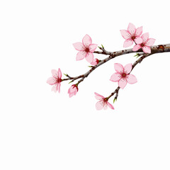 Pink cherry blossom branch with flowers on white background  