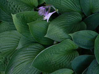 Natural texture of lush green hosta leaves with a few purple flowers for gardening backgrounds.