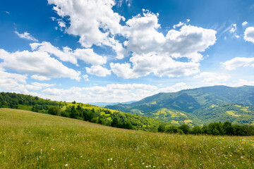 mountain landscape with wide meadow in summer. sky with fluffy clouds on a sunny afternoon. green grass on the pasture rolling through hills in countryside scenery to distant alpine valley of ukraine