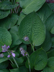 Natural texture of lush green hosta leaves with a few purple flowers for gardening backgrounds.