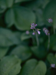Natural texture of a few purple hosta flowers with blur green leaves for gardening backgrounds.