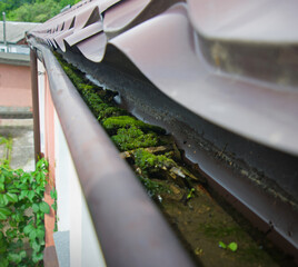 Dirty gutter under the roof clogged with moss and debris