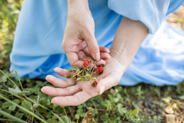 Hands holding a strawberry. Delicate female hands. Blue dress