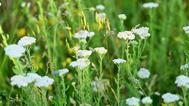 video of meadow grasses yarrow in summer