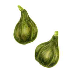 Botanical Illustration in Pencil and Watercolor. Realistic mixed media depiction of two green figs. A fresh fruit-themed element perfect for garden prints, healthy food visuals, and farm branding