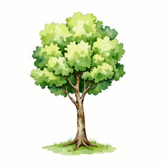 Obraz premium Green tree illustration on white background 