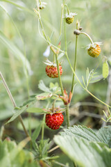 Wild strawberry in the forest. Red berry in the grass