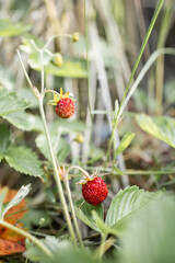 Wild strawberry in the forest. Red berry in the grass