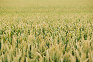 Wide view of a wheat field in the ripening stage, where the golden ears are developing and nearing...