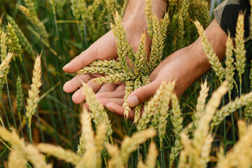 Close-up of male hands holding and inspecting wheat ears on a ripening wheat field. Crop...