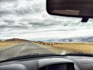 Horses grazing along a remote road in a vast, arid landscape under a cloudy sky