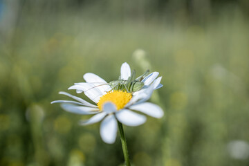 Green grasshopper on a daisy. White daisy in the field